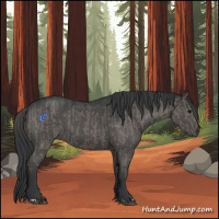Horse Color:Grullo and Grullo