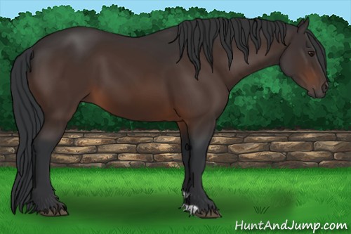 Horse Color:Brown 