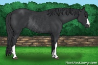 Horse Color:Black Rabicano 