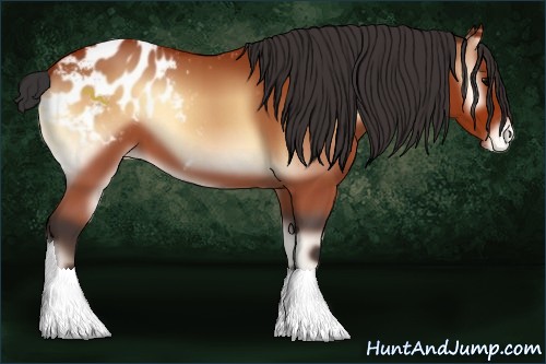 Horse Color:Bay Onyx Sabino Blanket
