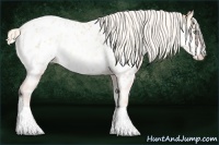 Horse Color:Silver Buckskin Pearl Onyx Appaloosa 