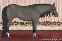 Horse Color:Grullo and Grullo