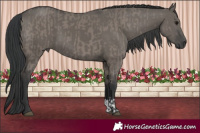 Horse Color:Grullo and Grullo