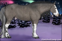 Horse Color:Grullo and Grullo Splash