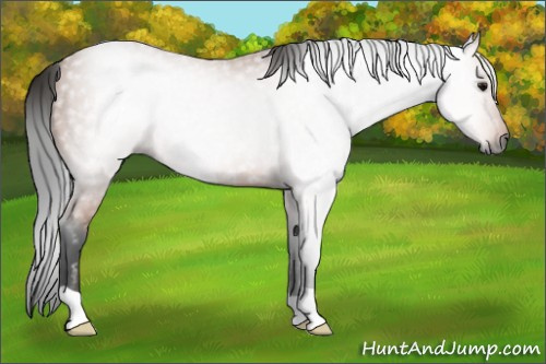 Horse Color:Gray Bay 