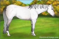 Horse Color:Gray Bay 