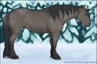 Horse Color:Grullo  and Grullo 