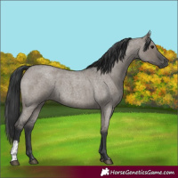 Horse Color:Grullo Roan and Grullo Roan