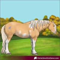 Horse Color:Gold Cream Champagne Tobiano Frame Rabicano 