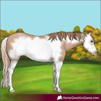 Horse Color:Black Pearl Splash Frame 