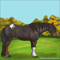 Horse Color:Liver Chestnut Sabino Tobiano Varnish