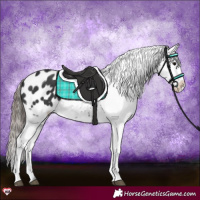 Horse Color:Black Appaloosa 