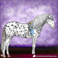 Horse Color:Black Appaloosa