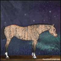 Horse Color:Grullo and Bay Dun