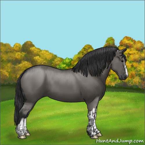 Horse Color:Grullo  and Grullo 