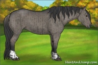Horse Color:Grullo and Grullo