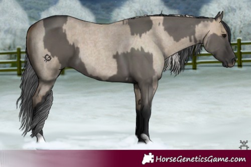 Horse Color:Silver Smoky Grullo Roan Tobiano  and Grullo 
