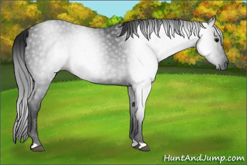 Horse Color:Gray Black 