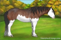 Horse Color:Bay Splash Appaloosa Rabicano 