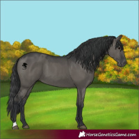 Horse Color:Grullo  and Grullo 