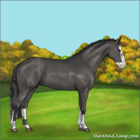 Horse Color:Grullo  and Grullo Splash 