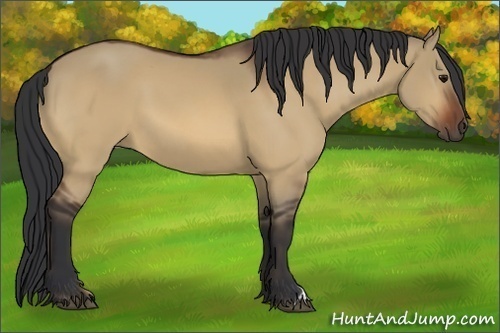 Horse Color:Bay Dun 