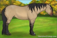 Horse Color:Bay Dun