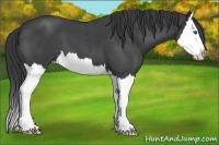 Horse Color:Blue Roan Splash