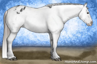 Horse Color:Black Appaloosa