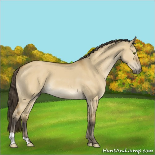 Horse Color:Buckskin Dun 