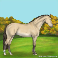 Horse Color:Buckskin Dun 