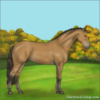 Horse Color:Buckskin 