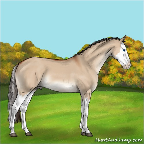 Horse Color:Bay Dun Splash 