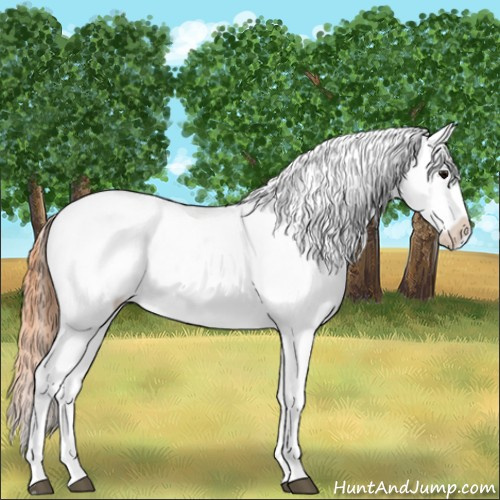 Horse Color:Grullo Near Leopard 