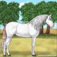 Horse Color:Grullo Appaloosa 