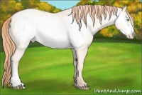 Horse Color:Amber Cream Champagne Roan Pearl Frame 