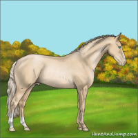 Horse Color:Palomino Pearl Rabicano 