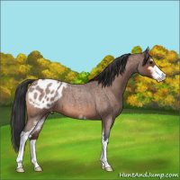 Horse Color:Bay Roan Sabino Appaloosa 