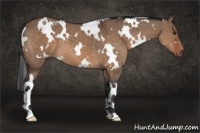 Horse Color:White Spotted Brown Dun 
