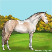 Horse Color:Gray Perlino Tobiano 