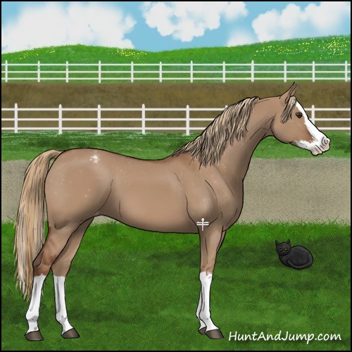 Horse Color:Red Dun Splash Appaloosa 