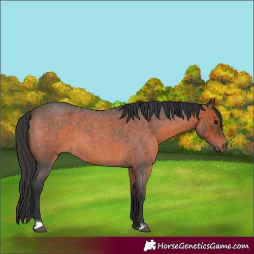 Horse Color:Brown Roan 