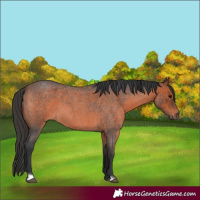 Horse Color:Brown Roan