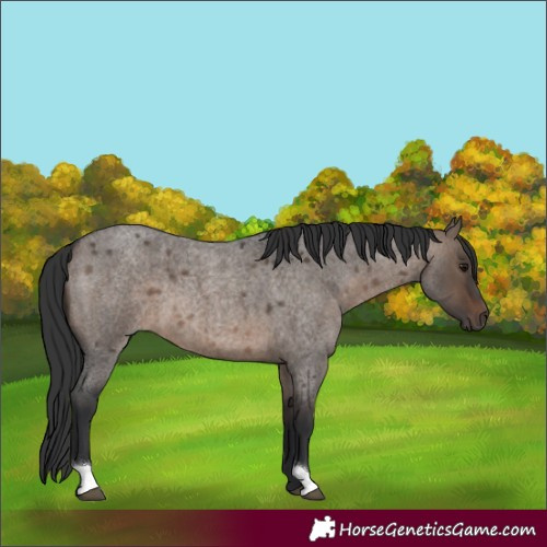 Horse Color:Brown Roan Dun 
