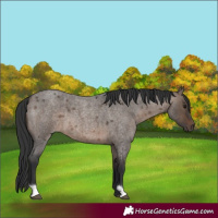 Horse Color:Brown Roan Dun 