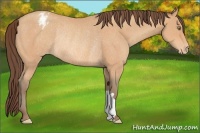 Horse Color:Amber Champagne Varnish Rabicano 