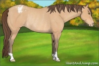 Horse Color:Amber Champagne Appaloosa Rabicano 