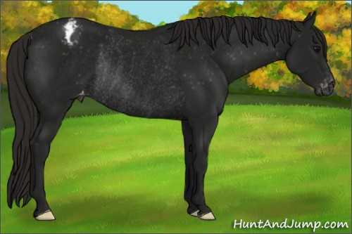 Horse Color:Gray Smoky Black Appaloosa Rabicano