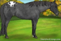 Horse Color:Black Appaloosa Rabicano