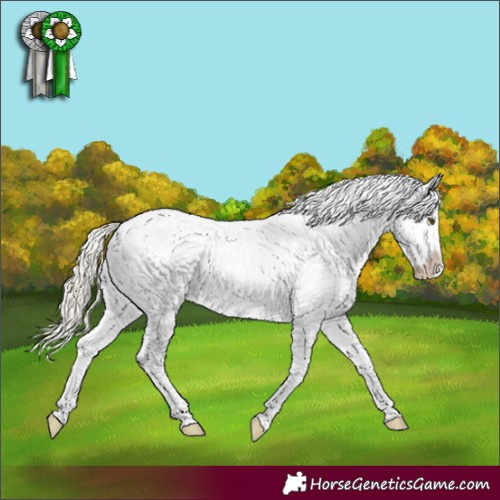 Horse Color:Palomino Dun Near Leopard 